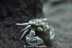 Porcelain Crab, Bohol. by Jonny Haugstad 